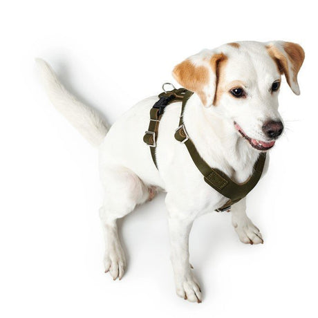 Hunter Hundegeschirr Aalborg Leder