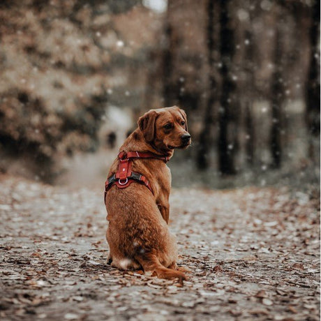 Hunter Hundegeschirr Aalborg Leder