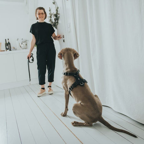 Hunter Hundegeschirr Aalborg Leder