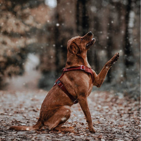 Hunter Hundegeschirr Aalborg Leder
