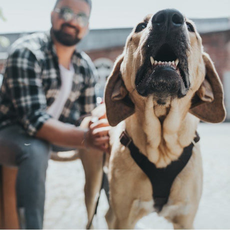Hunter Hundegeschirr Aalborg Leder
