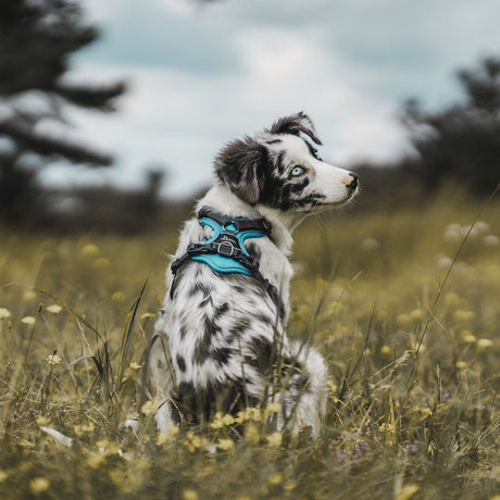 Hunter Hundegeschirr Divo