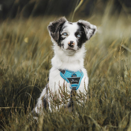 Hunter Hundegeschirr Divo