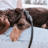 Hundegeschirr Round & Soft Canadian Up