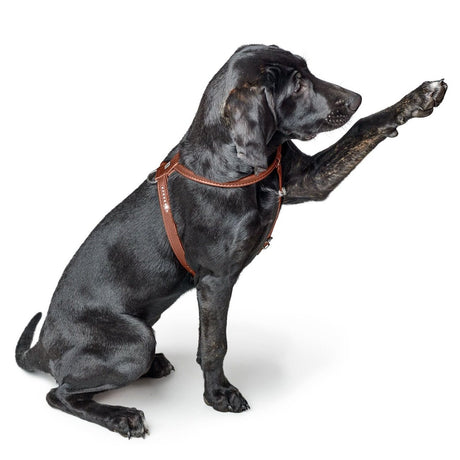 Hundegeschirr Round & Soft Canadian Up