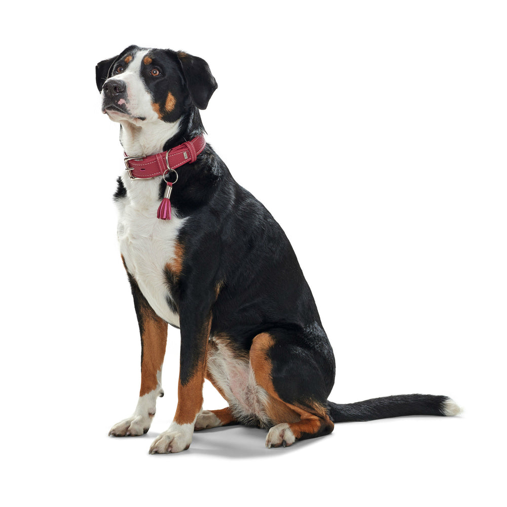 HUNTER Hundehalsband Cannes