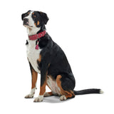 HUNTER Hundehalsband Cannes