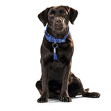 HUNTER Hundehalsband Cannes