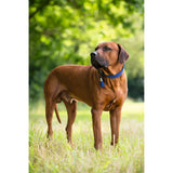 HUNTER Hundehalsband Cannes
