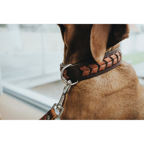 Hunter Hundehalsband El Paso