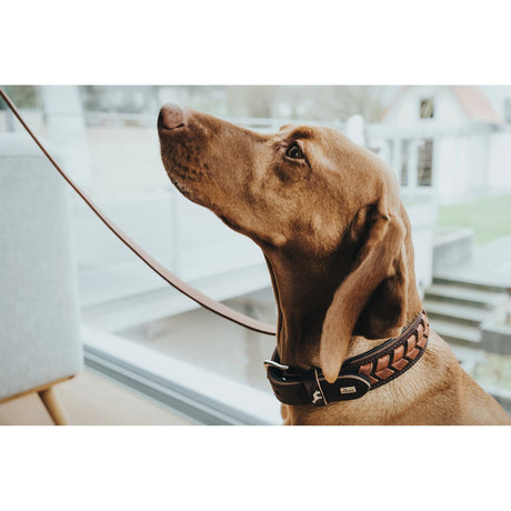 Hunter Hundehalsband El Paso