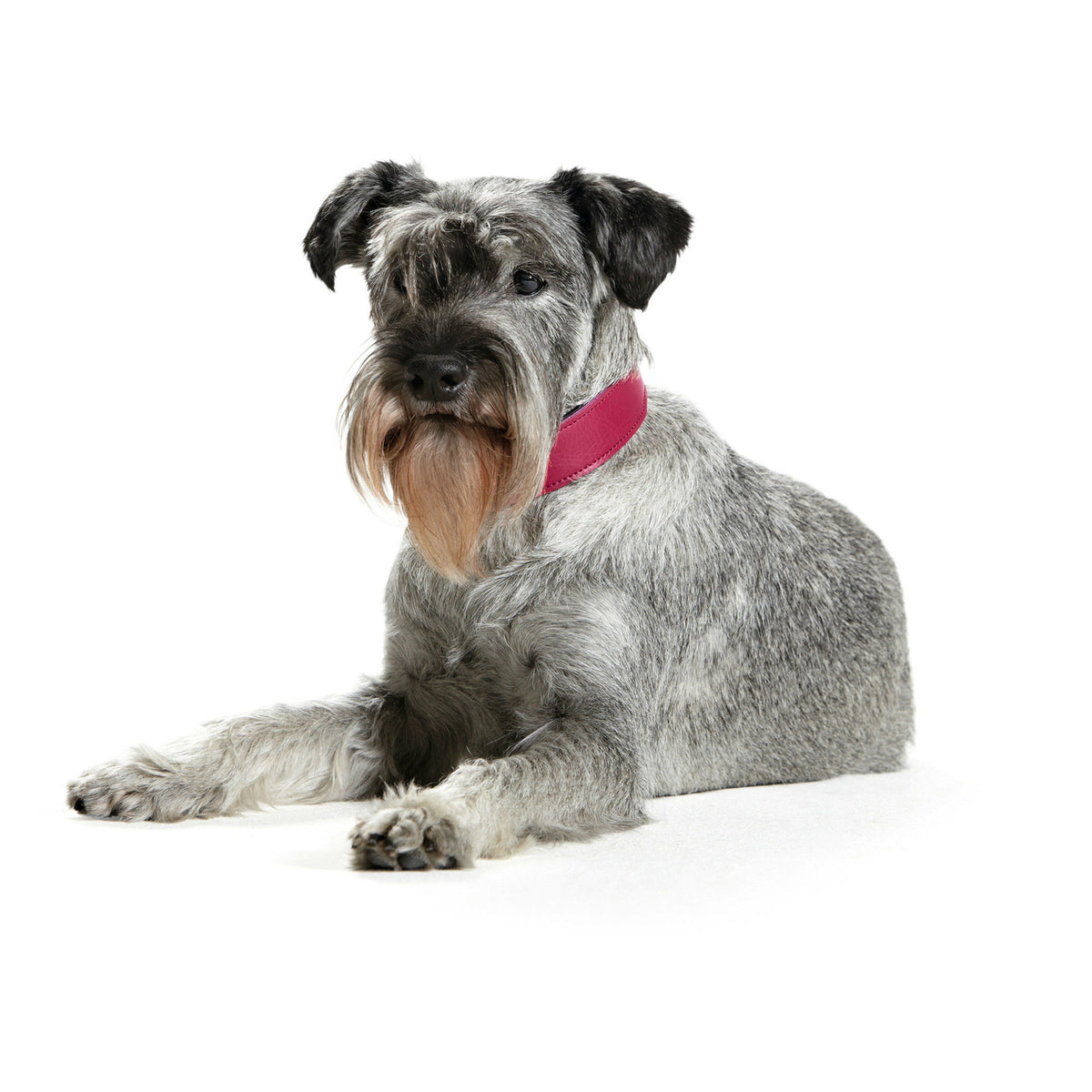 Hunter Hundehalsband Basic