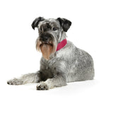 Hunter Hundehalsband Basic