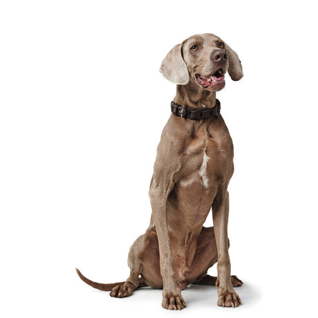 Hundehalsband Solid Education Chain