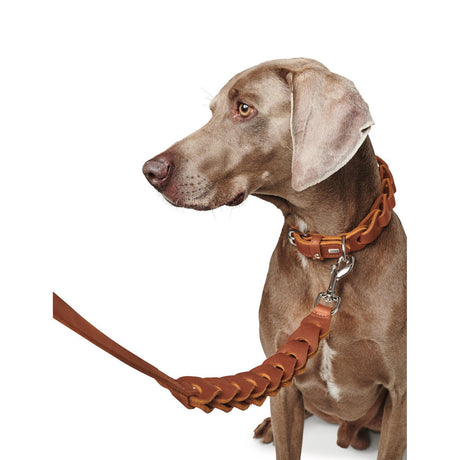 Hundehalsband Solid Education Chain