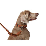 Hundehalsband Solid Education Chain
