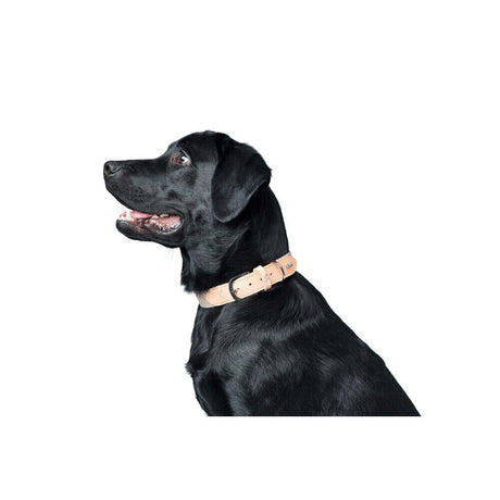 Hundehalsband Trino