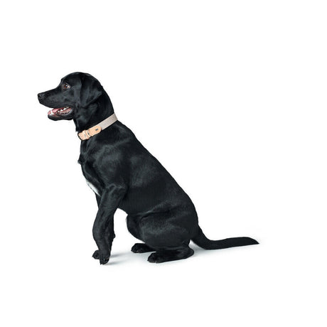 Hundehalsband Trino