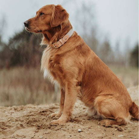 Hundehalsband Trino