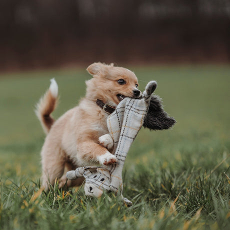 Hundespielzeug Billund flach für Hunde – Bär