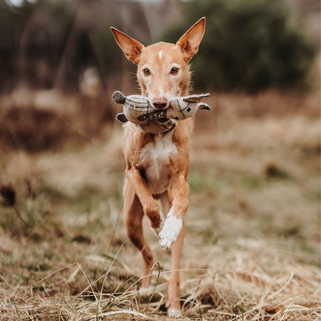 Hundespielzeug Billund Plüsch