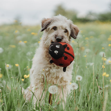 Hundespielzeug Florenz Upcycling
