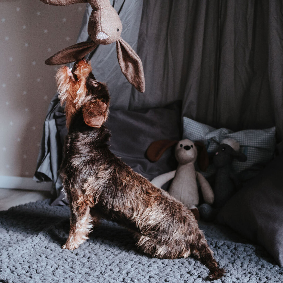 Hundespielzeug Marle