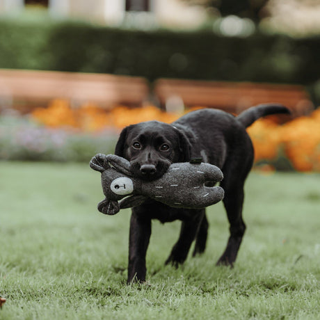 Hunter Hundespielzeug Tirana