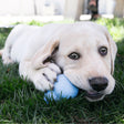 KONG Puppy Welpenspielzeug