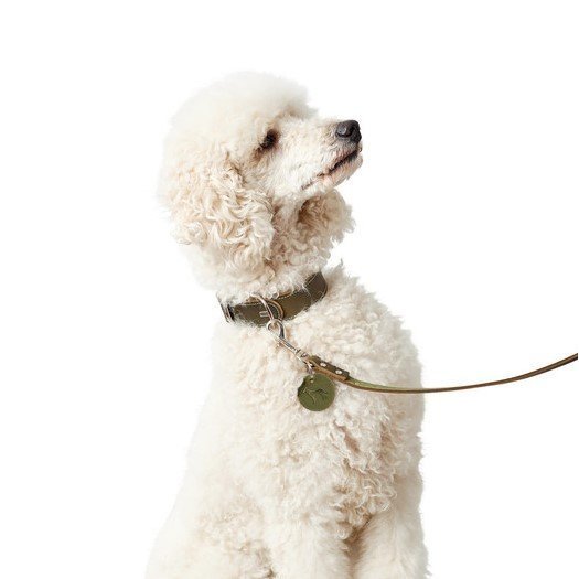 Hunter Leder Halsband Aalborg
