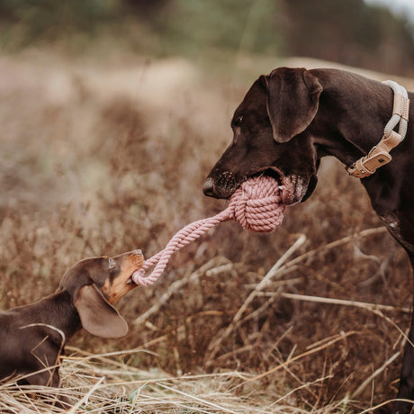 Schleuderball Inari für Hunde