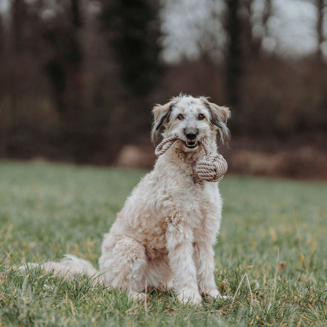 Schleuderball Inari für Hunde
