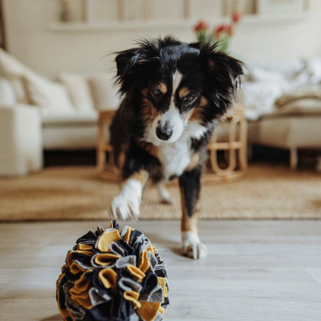 Schnüffelball Eiby für Hunde