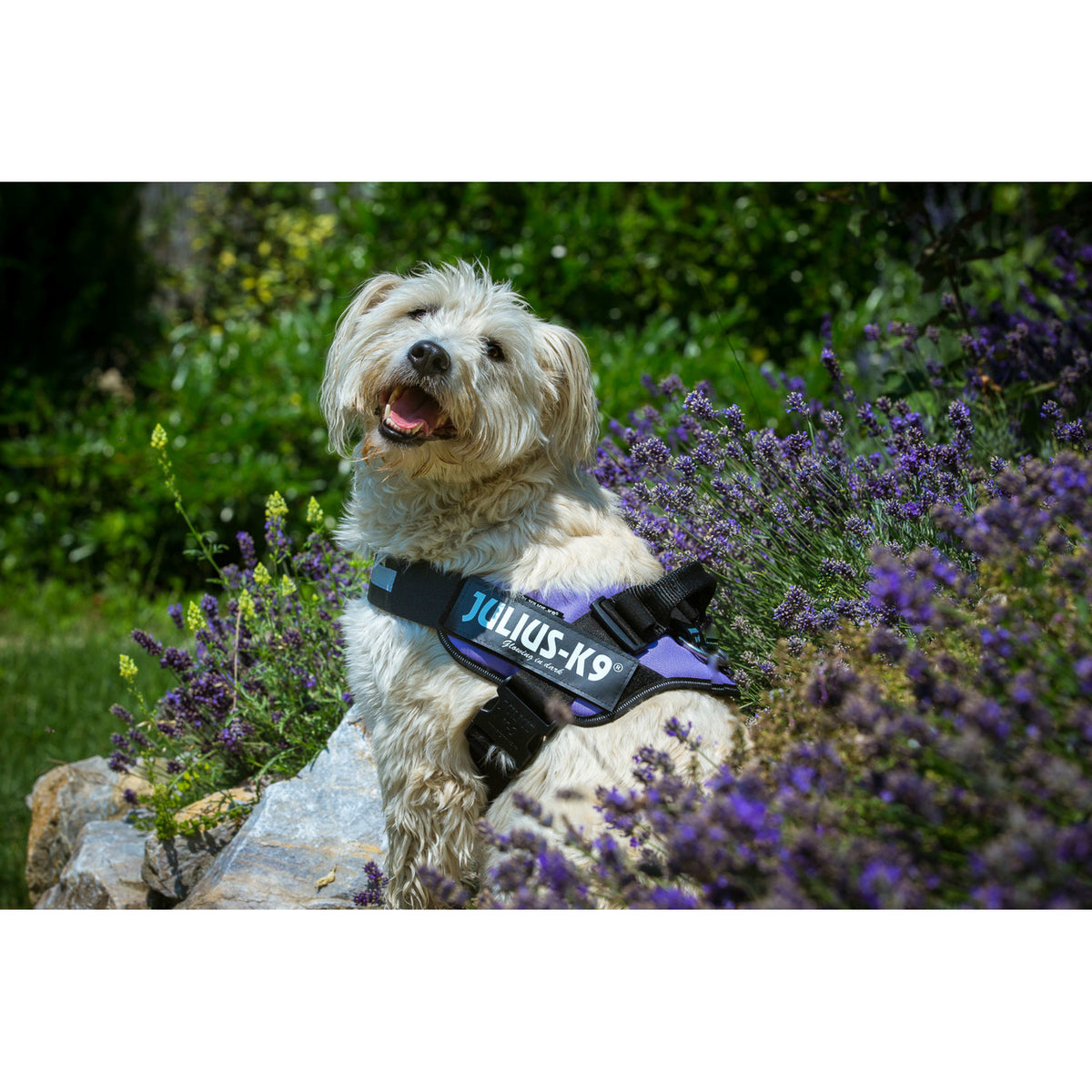 Julius K9 IDC® Powergeschirr® für Hunde
