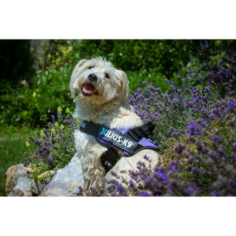 Julius K9 IDC® Powergeschirr® für Hunde