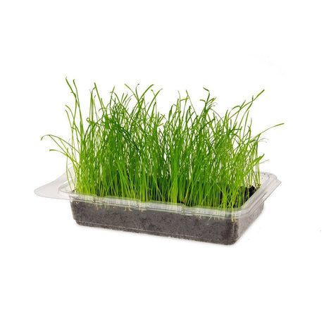 Katzengras Vital Bio – Anbauset