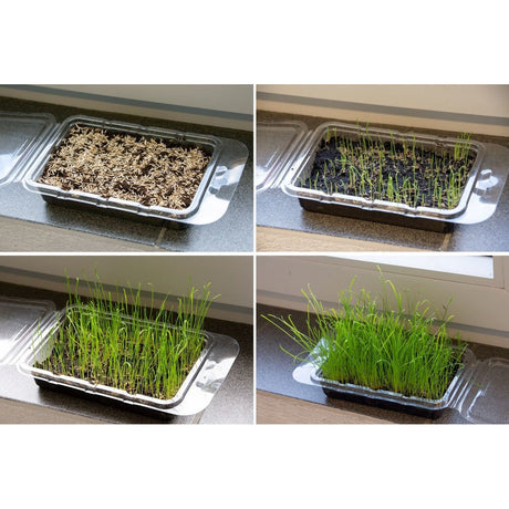 Katzengras Vital Bio – Anbauset