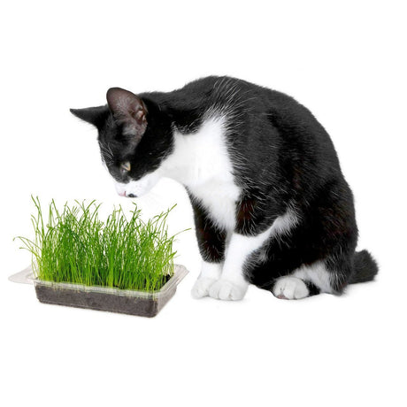 Katzengras Vital Bio – Anbauset