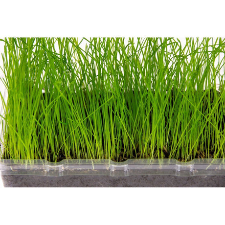 Katzengras Vital Bio – Anbauset