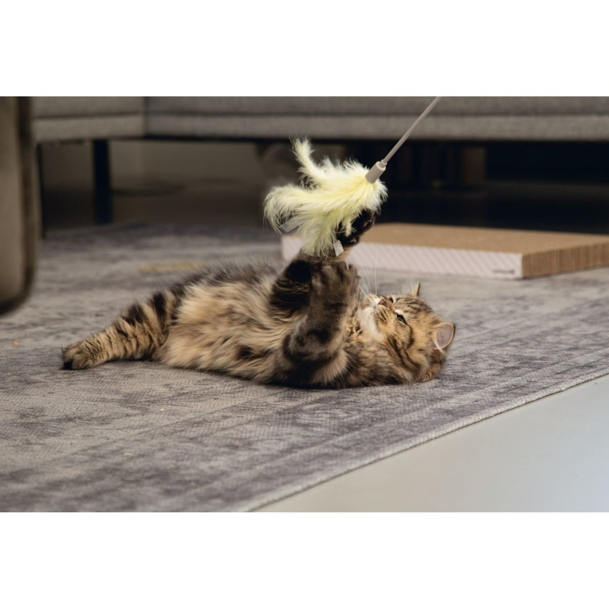 Katzenangel Orry