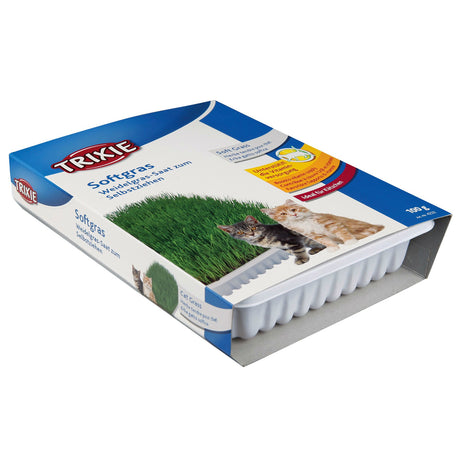 Katzengras Soft gras selber ziehen – Schale, ca. 100 g