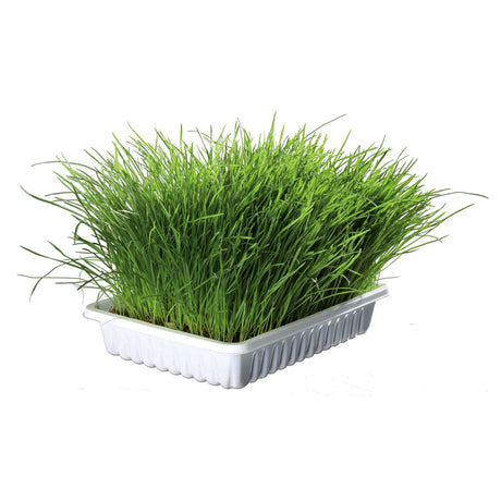 Katzengras Soft gras selber ziehen