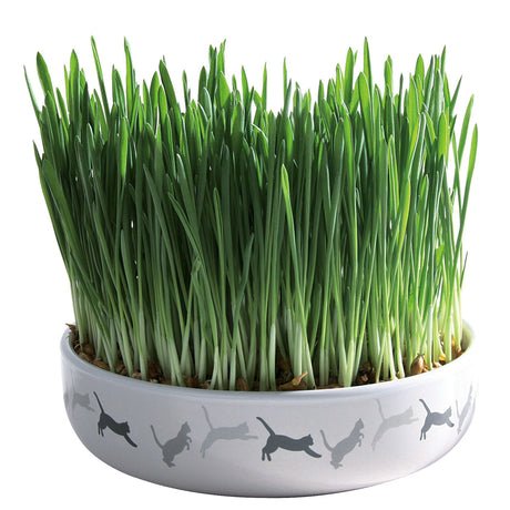 Keramikschale für Katzengras inkl. Saat – ø 15×4 cm, Saat 50 g
