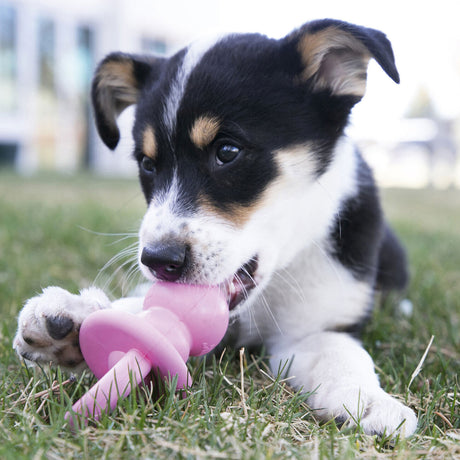 Puppy Binkie