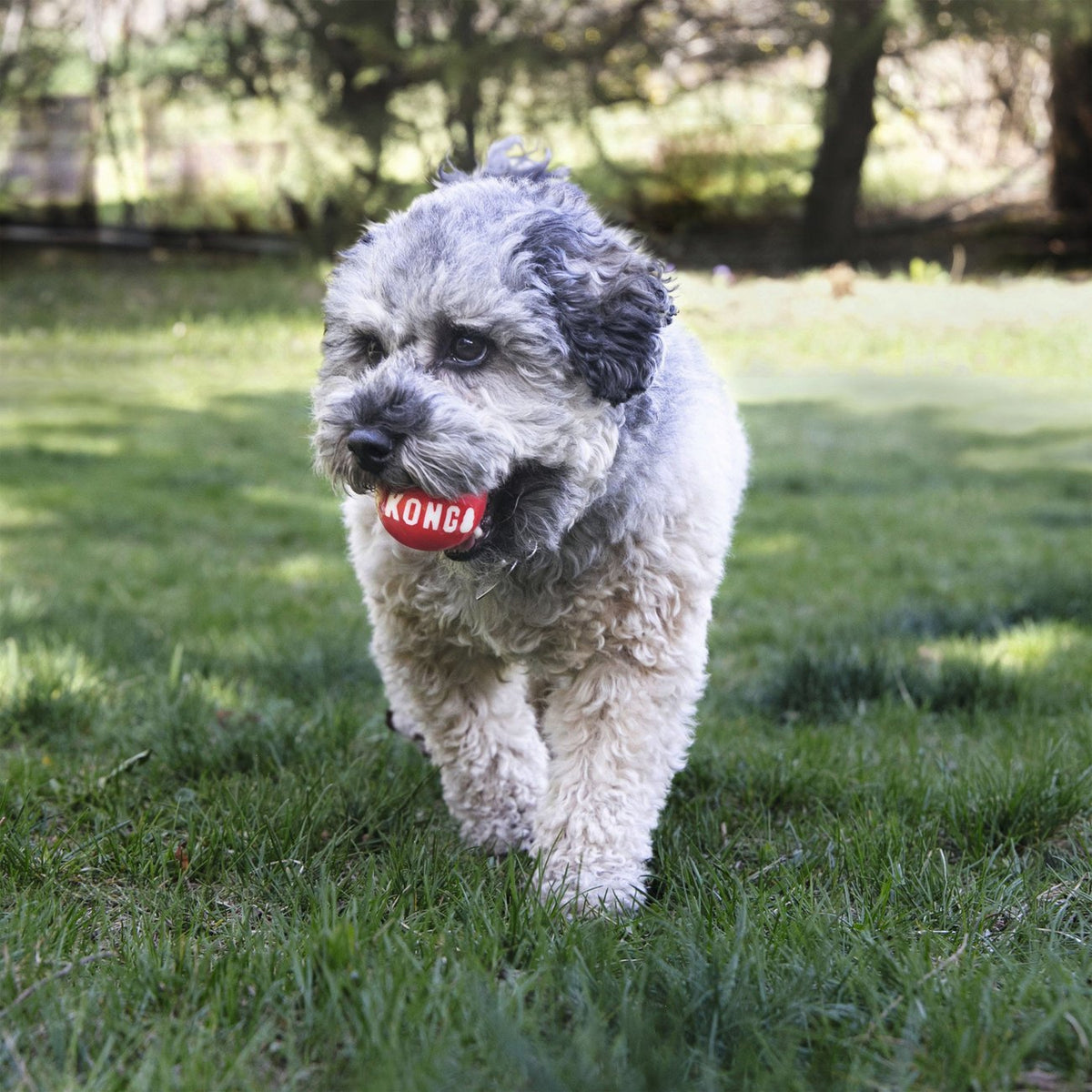 Hundeball KONG Signature Ball