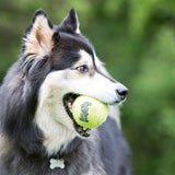Tennisbälle AirDog mit Squeaker für Hunde