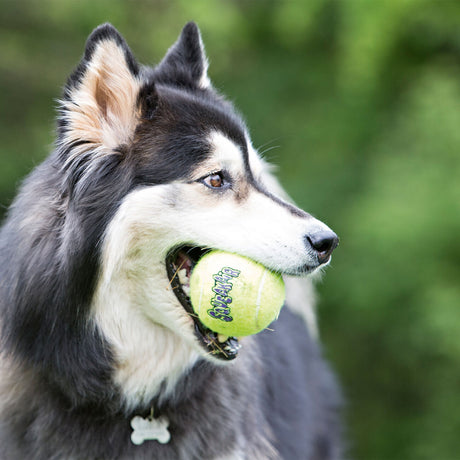 Tennisbälle AirDog mit Squeaker für Hunde
