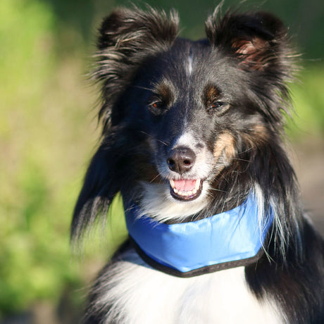 Kühlhalsband für Hunde Bandana Fresk
