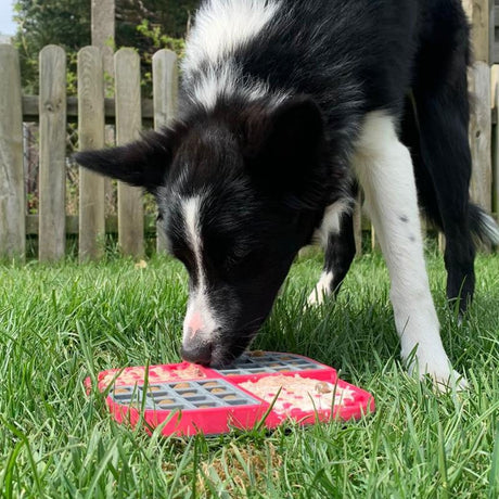 Slomo Kombi-Schleckmatte für Hunde