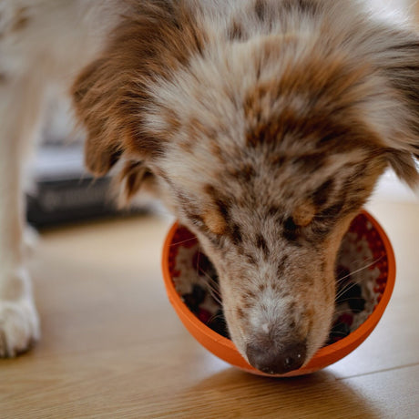 Wobble Schlecknapf für Hunde